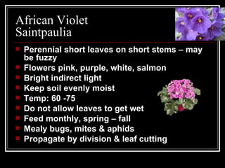 African Violet Saintpaulia Perennial short leaves on short stems – may be fuzzy Flowers pink, purple, white, salmon Bright indirect light Keep soil evenly moist Temp: 60 -75 Do not allow leaves to get wet Feed monthly, spring – fall Mealy bugs, mites & aphids Propagate by division & leaf cutting 