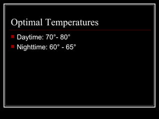 Optimal Temperatures Daytime: 70 ° - 80 ° Nighttime: 60° - 65° 