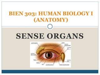 SENSE ORGANS
BIEN 303: HUMAN BIOLOGY I
(ANATOMY)
 