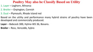 Poultry May also be Classify Based on Utility
1. Layer – Leghorn, Minorca
2. Broiler – Orpington, Cornish
3. Dual – Plymouth, Rhode Island red
Based on the utility and performance many hybrid strains of poultry have been
developed and commercially produced.
Layer – Babcock 300, Hyline-WS 36, Bovans.
Broiler – Ross, Vencobb, hybro
 