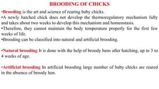 BROODING OF CHICKS
•Brooding is the art and science of rearing baby chicks.
•A newly hatched chick does not develop the thermoregulatory mechanism fully
and takes about two weeks to develop this mechanism and homeostasis.
•Therefore, they cannot maintain the body temperature properly for the first few
weeks of life.
•Brooding can be classified into natural and artificial brooding.
•Natural brooding It is done with the help of broody hens after hatching, up to 3 to
4 weeks of age.
•Artificial brooding In artificial brooding large number of baby chicks are reared
in the absence of broody hen.
 