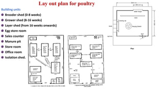 Lay out plan for poultry
Building units
Brooder shed (0-8 weeks)
Grower shed (8-16 weeks)
Layer shed (from 16 weeks onwards)
Egg store room
Sales counter
Manure pit
Store room
Office room
Isolation shed.
 