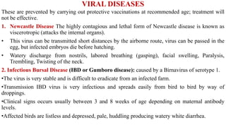 VIRAL DISEASES
These are prevented by carrying out protective vaccinations at recommended age; treatment will
not be effective.
1. Newcastle Disease The highly contagious and lethal form of Newcastle disease is known as
viscerotropic (attacks the internal organs).
• This virus can be transmitted short distances by the airborne route, virus can be passed in the
egg, but infected embryos die before hatching.
• Watery discharge from nostrils, labored breathing (gasping), facial swelling, Paralysis,
Trembling, Twisting of the neck.
2. Infectious Bursal Disease (IBD or Gumboro disease): caused by a Birnavirus of serotype 1.
•The virus is very stable and is difficult to eradicate from an infected farm.
•Transmission IBD virus is very infectious and spreads easily from bird to bird by way of
droppings.
•Clinical signs occurs usually between 3 and 8 weeks of age depending on maternal antibody
levels.
•Affected birds are listless and depressed, pale, huddling producing watery white diarrhea.
 