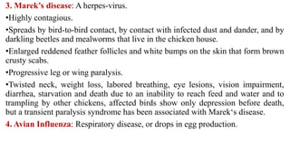3. Marek’s disease: A herpes-virus.
•Highly contagious.
•Spreads by bird-to-bird contact, by contact with infected dust and dander, and by
darkling beetles and mealworms that live in the chicken house.
•Enlarged reddened feather follicles and white bumps on the skin that form brown
crusty scabs.
•Progressive leg or wing paralysis.
•Twisted neck, weight loss, labored breathing, eye lesions, vision impairment,
diarrhea, starvation and death due to an inability to reach feed and water and to
trampling by other chickens, affected birds show only depression before death,
but a transient paralysis syndrome has been associated with Marek‘s disease.
4. Avian Influenza: Respiratory disease, or drops in egg production.
 