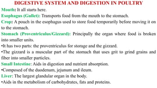 DIGESTIVE SYSTEM AND DIGESTION IN POULTRY
Mouth: It all starts here.
Esophagus (Gullet): Transports food from the mouth to the stomach.
Crop: A pouch in the esophagus used to store food temporarily before moving it on
to the stomach.
Stomach (Proventriculus/Gizzard): Principally the organ where food is broken
into smaller units.
•It has two parts: the proventriculus for storage and the gizzard.
•The gizzard is a muscular part of the stomach that uses grit to grind grains and
fiber into smaller particles.
Small Intestine: Aids in digestion and nutrient absorption.
•Composed of the duodenum, jejunum and ileum.
Liver: The largest glandular organ in the body.
•Aids in the metabolism of carbohydrates, fats and proteins.
 