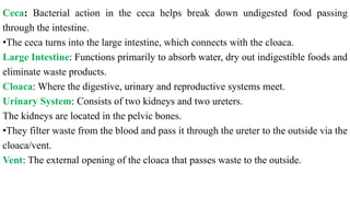 Ceca: Bacterial action in the ceca helps break down undigested food passing
through the intestine.
•The ceca turns into the large intestine, which connects with the cloaca.
Large Intestine: Functions primarily to absorb water, dry out indigestible foods and
eliminate waste products.
Cloaca: Where the digestive, urinary and reproductive systems meet.
Urinary System: Consists of two kidneys and two ureters.
The kidneys are located in the pelvic bones.
•They filter waste from the blood and pass it through the ureter to the outside via the
cloaca/vent.
Vent: The external opening of the cloaca that passes waste to the outside.
 