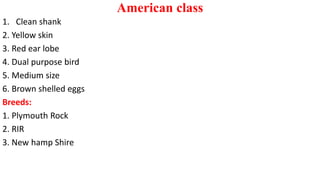 American class
1. Clean shank
2. Yellow skin
3. Red ear lobe
4. Dual purpose bird
5. Medium size
6. Brown shelled eggs
Breeds:
1. Plymouth Rock
2. RIR
3. New hamp Shire
 