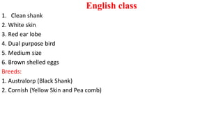 English class
1. Clean shank
2. White skin
3. Red ear lobe
4. Dual purpose bird
5. Medium size
6. Brown shelled eggs
Breeds:
1. Australorp (Black Shank)
2. Cornish (Yellow Skin and Pea comb)
 