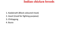 Indian chicken breeds
1. Kadaknath (Block coloured meat)
2. Aseel (Used for fighting purpose)
3. Chittagong
4. Busra
 