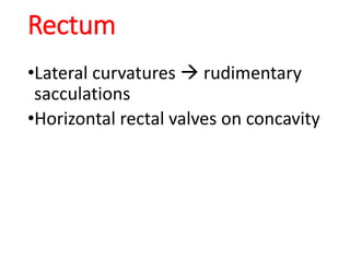 Rectum
•Lateral curvatures  rudimentary
sacculations
•Horizontal rectal valves on concavity
 