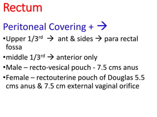 Rectum
Peritoneal Covering + 
•Upper 1/3rd  ant & sides  para rectal
fossa
•middle 1/3rd  anterior only
•Male – recto-vesical pouch - 7.5 cms anus
•Female – rectouterine pouch of Douglas 5.5
cms anus & 7.5 cm external vaginal orifice
 
