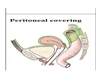 Peritoneal covering
 
