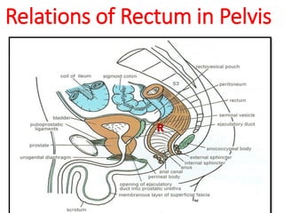 Relations of Rectum in Pelvis
R
 