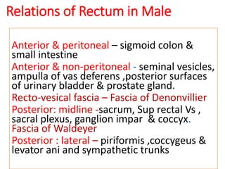 Relations of Rectum in Male
Anterior & peritoneal – sigmoid colon &
small intestine
Anterior & non-peritoneal - seminal vesicles,
ampulla of vas deferens ,posterior surfaces
of urinary bladder & prostate gland.
Recto-vesical fascia – Fascia of Denonvillier
Posterior: midline -sacrum, Sup rectal Vs ,
sacral plexus, ganglion impar & coccyx.
Fascia of Waldeyer
Posterior : lateral – piriformis ,coccygeus &
levator ani and sympathetic trunks
 