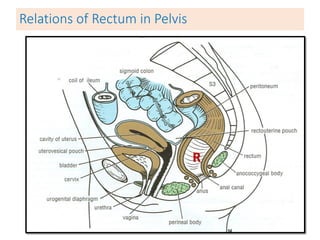 Relations of Rectum in Pelvis
R
 