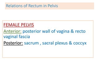 Relations of Rectum in Pelvis
FEMALE PELVIS
Anterior: posterior wall of vagina & recto
vaginal fascia
Posterior: sacrum , sacral plexus & coccyx
 