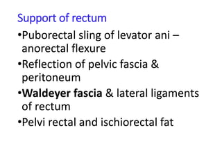 Support of rectum
•Puborectal sling of levator ani –
anorectal flexure
•Reflection of pelvic fascia &
peritoneum
•Waldeyer fascia & lateral ligaments
of rectum
•Pelvi rectal and ischiorectal fat
 