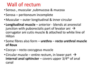 Wall of rectum
•Serous , muscular ,submucosa & mucosa
•Serosa – peritoneum incomplete
•Muscular – outer longitudinal & inner circular
•Longitudinal muscle – anterior - blends at anorectal
junction with puborectalis part of levator ani 
corrugator ani cutis muscle & attached to white line of
Hilton
•Some fibres also form – urethra – recto urethral muscle
of Roux
•Coccyx – recto coccygeus muscle
•Circular muscle – entire rectum, in lower part 
internal anal sphincter – covers upper 3/4th of anal
canal
 
