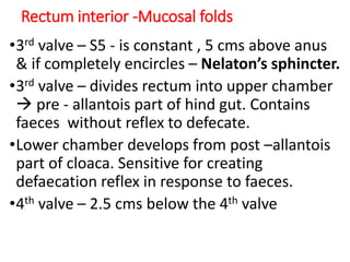 Rectum interior -Mucosal folds
•3rd valve – S5 - is constant , 5 cms above anus
& if completely encircles – Nelaton’s sphincter.
•3rd valve – divides rectum into upper chamber
 pre - allantois part of hind gut. Contains
faeces without reflex to defecate.
•Lower chamber develops from post –allantois
part of cloaca. Sensitive for creating
defaecation reflex in response to faeces.
•4th valve – 2.5 cms below the 4th valve
 