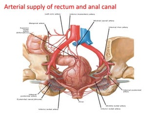 Arterial supply of rectum and anal canal
 
