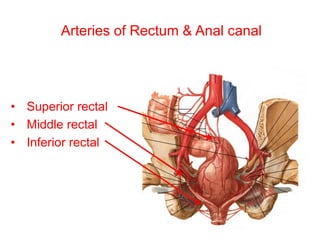 Arteries of Rectum & Anal canal
• Superior rectal
• Middle rectal
• Inferior rectal
 