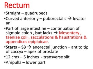 Rectum
•Straight – quadrupeds
•Curved anteriorly – puborectalis  levator
ani
•Part of large intestine – continuation of
sigmoid colon , but lacks  Mesentery ,
taeniae coli , sacculations & haustrations &
appendices epiploicae.
•Starts – S3  anorectal junction – ant to tip
of coccyx – apex of prostate
•12 cms – 5 inches - transverse slit
•Ampulla – lower part
 