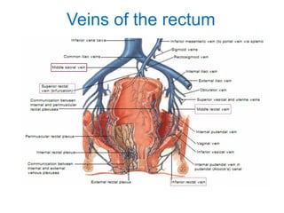 Veins of the rectum
 