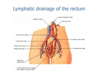 Lymphatic drainage of the rectum
 