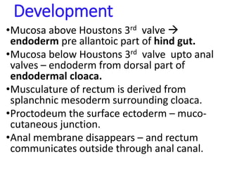 Development
•Mucosa above Houstons 3rd valve 
endoderm pre allantoic part of hind gut.
•Mucosa below Houstons 3rd valve upto anal
valves – endoderm from dorsal part of
endodermal cloaca.
•Musculature of rectum is derived from
splanchnic mesoderm surrounding cloaca.
•Proctodeum the surface ectoderm – muco-
cutaneous junction.
•Anal membrane disappears – and rectum
communicates outside through anal canal.
 