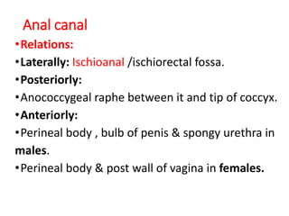 Anal canal
•Relations:
•Laterally: Ischioanal /ischiorectal fossa.
•Posteriorly:
•Anococcygeal raphe between it and tip of coccyx.
•Anteriorly:
•Perineal body , bulb of penis & spongy urethra in
males.
•Perineal body & post wall of vagina in females.
 