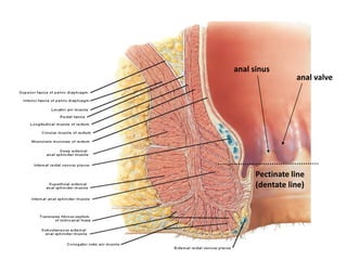 Pectinate line
(dentate line)
anal sinus
anal valve
 