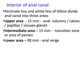 Interior of anal canal
•Pectinate line and white line of Hilton divide
anal canal into three areas
•Upper area - 15 mm - anal columns / valves
/ papillae / sinuses glands
•Intermediate area – 15 mm - transition zone
or area of pecten
•Lower area – 08 mm - anal verge
 