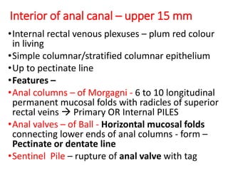 Interior of anal canal – upper 15 mm
•Internal rectal venous plexuses – plum red colour
in living
•Simple columnar/stratified columnar epithelium
•Up to pectinate line
•Features –
•Anal columns – of Morgagni - 6 to 10 longitudinal
permanent mucosal folds with radicles of superior
rectal veins  Primary OR Internal PILES
•Anal valves – of Ball - Horizontal mucosal folds
connecting lower ends of anal columns - form –
Pectinate or dentate line
•Sentinel Pile – rupture of anal valve with tag
 