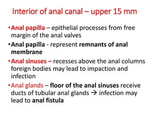 Interior of anal canal – upper 15 mm
•Anal papilla – epithelial processes from free
margin of the anal valves
•Anal papilla - represent remnants of anal
membrane
•Anal sinuses – recesses above the anal columns
foreign bodies may lead to impaction and
infection
•Anal glands – floor of the anal sinuses receive
ducts of tubular anal glands  infection may
lead to anal fistula
 