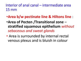Interior of anal canal – intermediate area
15 mm
•Area b/w pectinate line & Hiltons line :
•Area of Pecten /Transitional zone –
stratified squamous epithelium without
sebaceous and sweat glands
• Area is surrounded by internal rectal
venous plexus and is bluish in colour
 