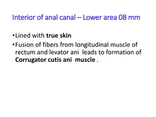 Interior of anal canal – Lower area 08 mm
•Lined with true skin
•Fusion of fibers from longitudinal muscle of
rectum and levator ani leads to formation of
Corrugator cutis ani muscle .
 