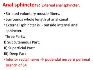 Anal sphincters: External anal sphincter:
•Striated voluntary muscle fibers.
•Surrounds whole length of anal canal
•External sphincter is - outside internal anal
sphincter.
Three Parts:
I) Subcutaneous Part:
II) Superficial Part:
III) Deep Part
•Inferior rectal nerve  pudendal nerve & perineal
branch of S4
 