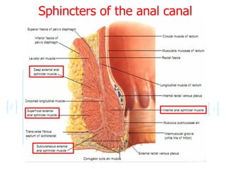 Sphincters of the anal canal
1
2
 