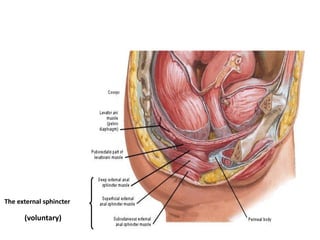 The external sphincter
(voluntary)
 