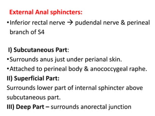 External Anal sphincters:
•Inferior rectal nerve  pudendal nerve & perineal
branch of S4
I) Subcutaneous Part:
•Surrounds anus just under perianal skin.
•Attached to perineal body & anococcygeal raphe.
II) Superficial Part:
Surrounds lower part of internal sphincter above
subcutaneous part.
III) Deep Part – surrounds anorectal junction
 