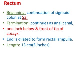 • Beginning: continuation of sigmoid
colon at S3.
• Termination: continues as anal canal,
• one inch below & front of tip of
coccyx.
• End is dilated to form rectal ampulla.
• Length: 13 cm(5 inches)
Rectum
 