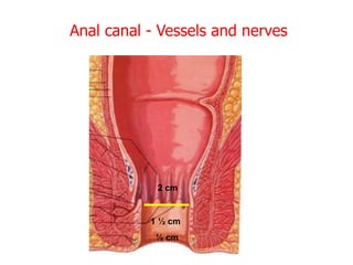 Anal canal - Vessels and nerves
2 cm
1 ½ cm
½ cm
 