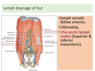 Lymph drainage of Gut
•lymph vessels
follow arteries.
•Ultimately,
• Pre-aortic lymph
nodes (Superior &
Inferior
mesenteric).
 