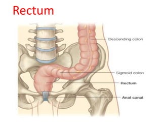 Rectum
 