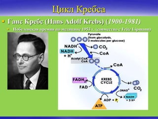 Цикл Кребса
 Ганс Кребс (Hans Adolf Krebs) (1900-1981)
 Нобелевская премия по медицине 1953 г. (совместно с Fritz Lipmann)
 