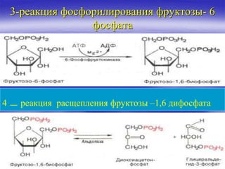 3-реакция фосфорилирования фруктозы- 6
фосфата

4 _ реакция расщепления фруктозы –1,6 дифосфата
 
