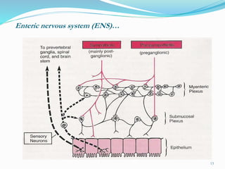 Enteric nervous system (ENS)…
13
 