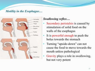 Motility in the Esophagus…
Swallowing reflex…
• Secondary peristalsis is caused by
stimulation of solid food on the
walls of the esophagus
• It is powerful enough to push the
bolus towards the stomach
• Turning “upside-down” can not
cause the food to move towards the
mouth unless pathological
• Gravity plays a role in swallowing,
but not very potent
17
 