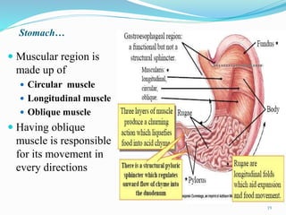 Stomach…
 Muscular region is
made up of
 Circular muscle
 Longitudinal muscle
 Oblique muscle
 Having oblique
muscle is responsible
for its movement in
every directions
19
 