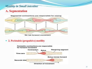 Motility in Small intestine
A. Segmentation
 2. Peristalsis (propulsive) motility
22
 